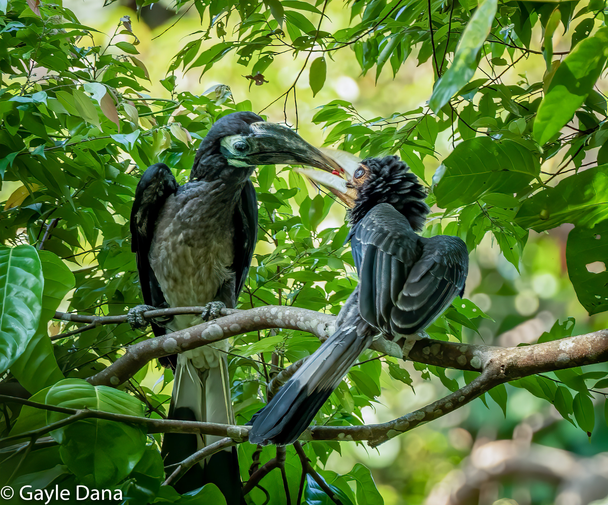 Bushy crested Hornbill Parent and Baby